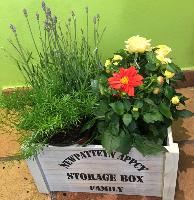 CAJA CON PLANTAS VARIADAS